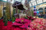 Bellagio Conservatory & Botanical Gardens