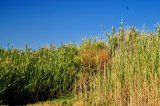 Clark County Wetlands Park