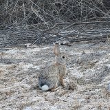 Clark County Wetlands Park