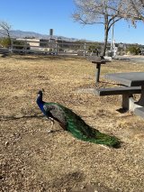 Floyd Lamb Park