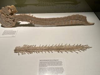 Bodies | The Exhibition