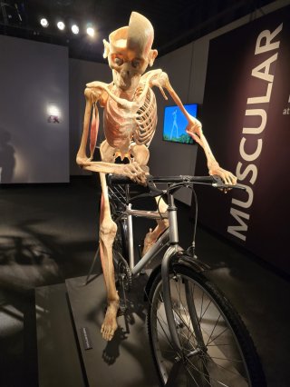Bodies | The Exhibition