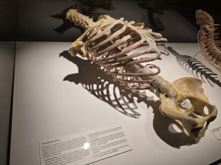 Bodies | The Exhibition
