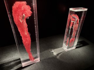 Bodies | The Exhibition