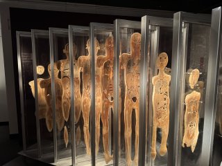 Bodies | The Exhibition