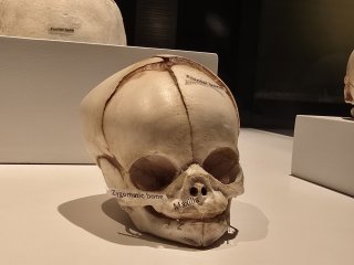 Bodies | The Exhibition