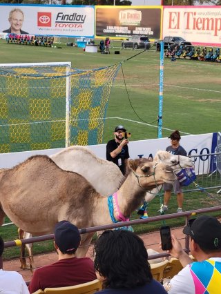 Las Vegas Lights FC