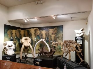 Las Vegas Natural History Museum