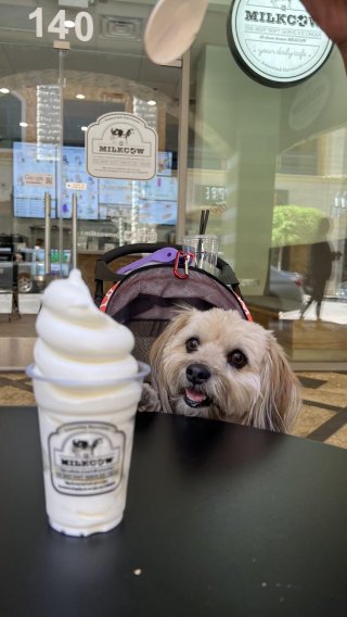 Milkcow