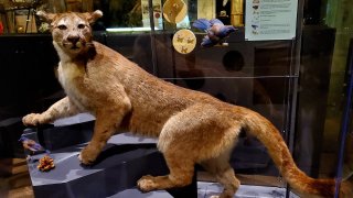Nevada State Museum, Las Vegas