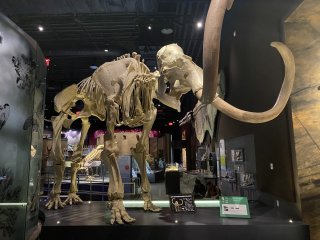 Nevada State Museum, Las Vegas