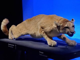 Nevada State Museum, Las Vegas