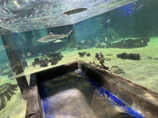 One World Interactive Aquarium