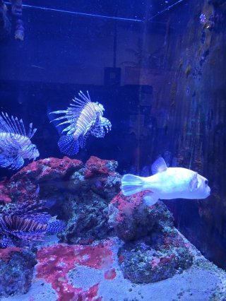 One World Interactive Aquarium