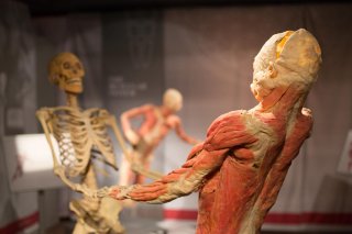 Real Bodies Las Vegas