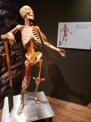 Real Bodies Las Vegas