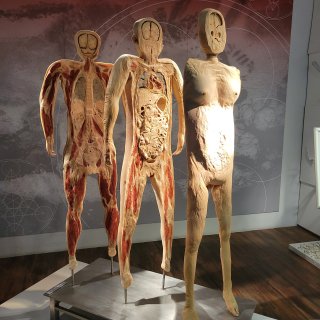 Real Bodies Las Vegas