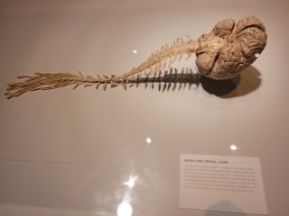 Real Bodies Las Vegas
