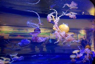 Shark Reef Aquarium at Mandalay Bay