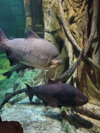 Shark Reef Aquarium at Mandalay Bay