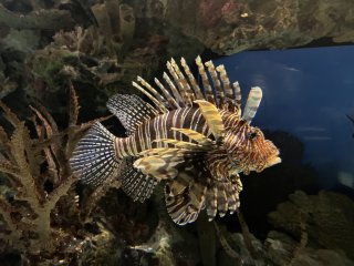 Shark Reef Aquarium at Mandalay Bay