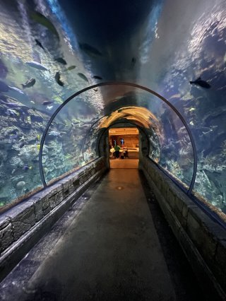 Shark Reef Aquarium at Mandalay Bay