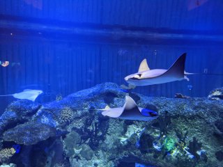 Shark Reef Aquarium at Mandalay Bay