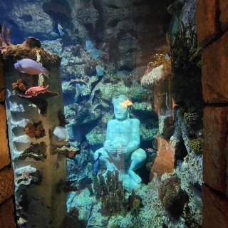 Shark Reef Aquarium at Mandalay Bay