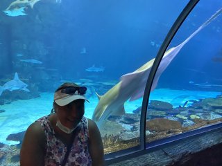 Shark Reef Aquarium at Mandalay Bay