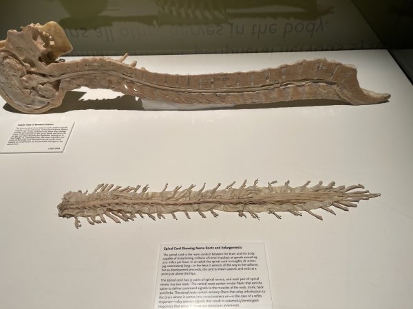 Bodies | The Exhibition