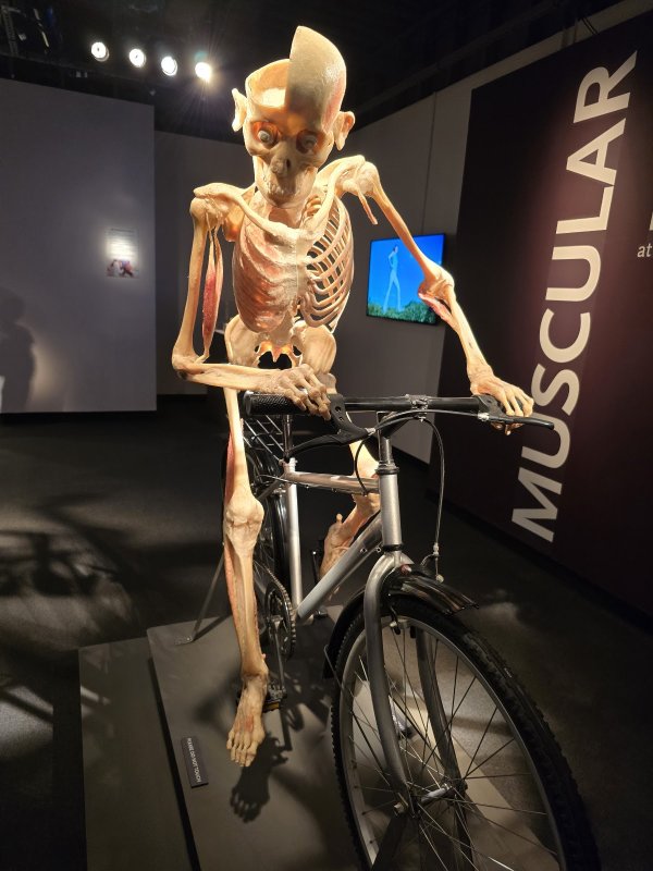 Bodies | The Exhibition