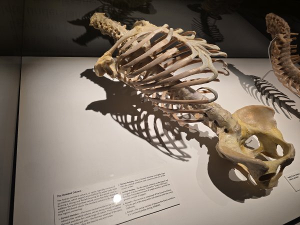 Bodies | The Exhibition