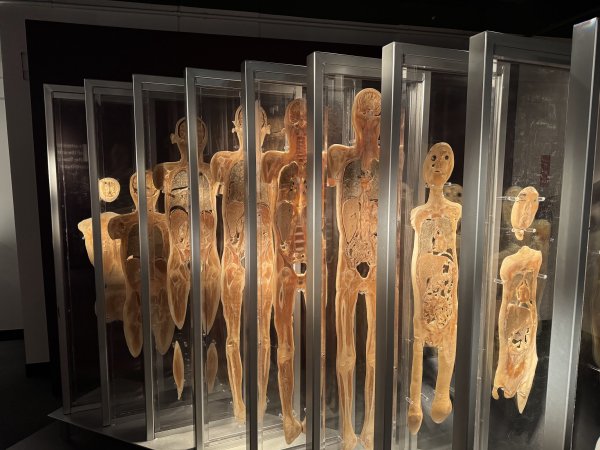 Bodies | The Exhibition