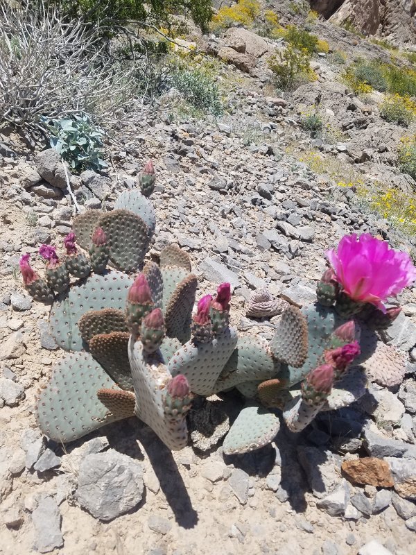 Lone Mountain Park