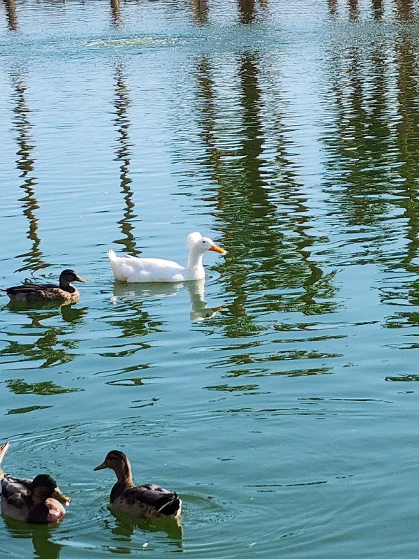 Lorenzi Park