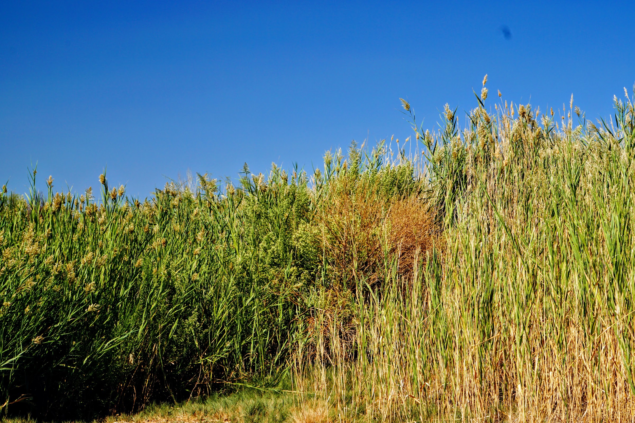 Clark County Wetlands Park