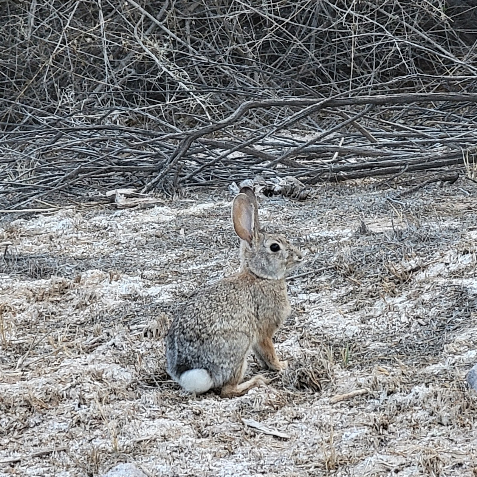 Clark County Wetlands Park