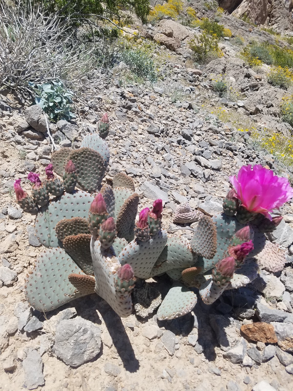 Lone Mountain Park