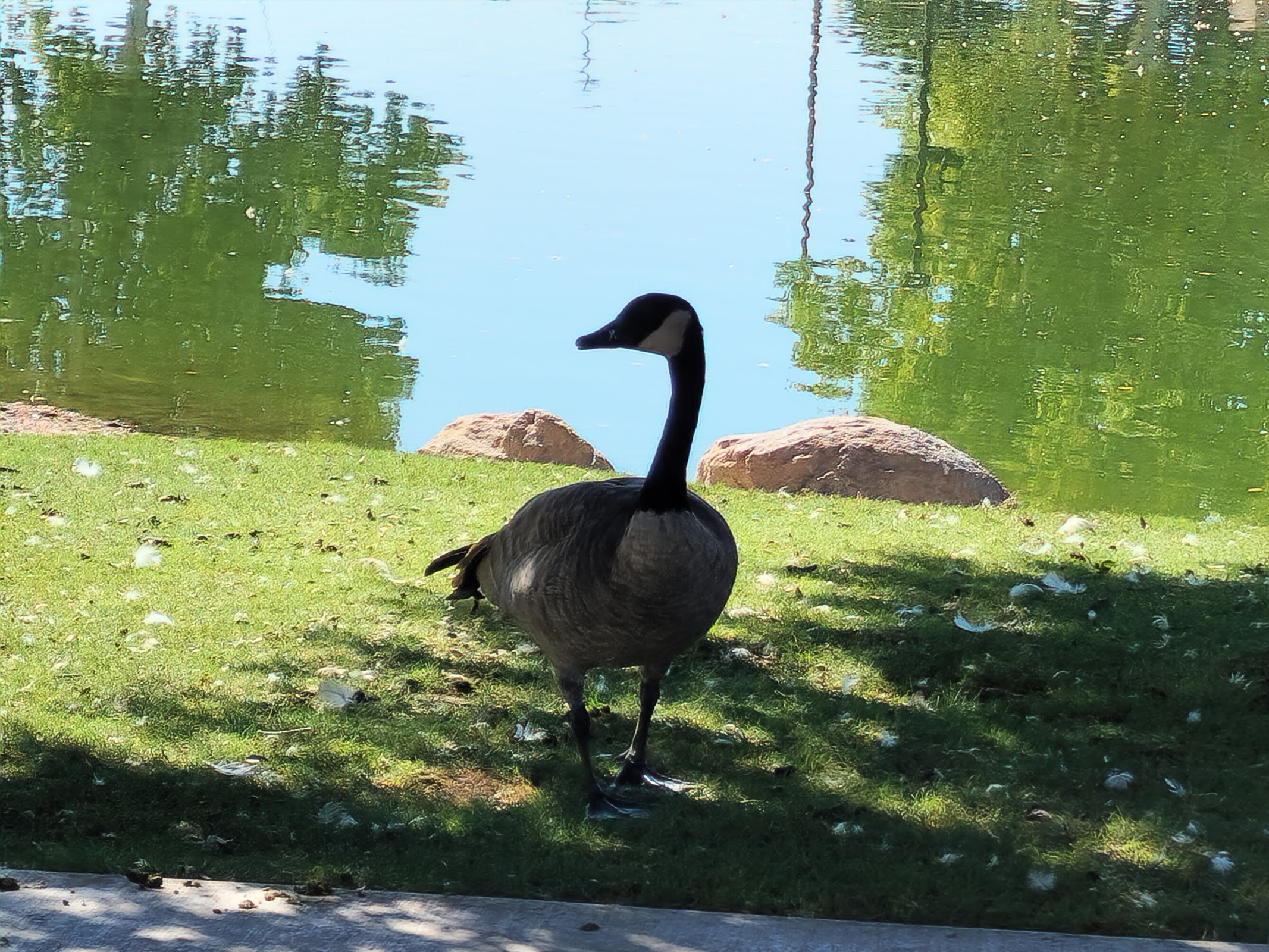 Lorenzi Park