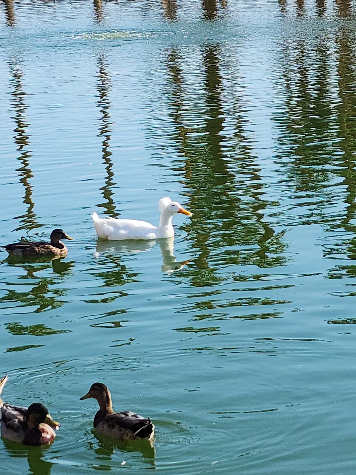 Lorenzi Park