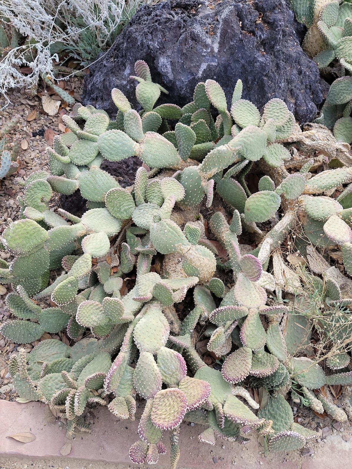 Springs Preserve